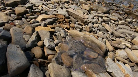 Low angle jellyfish washed up on rocky shore Stock Footage 130074384