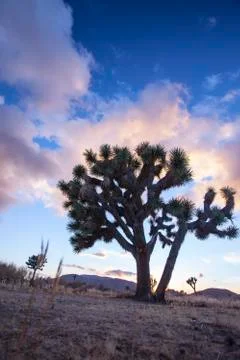Low angle of Joshua tree Foto stock