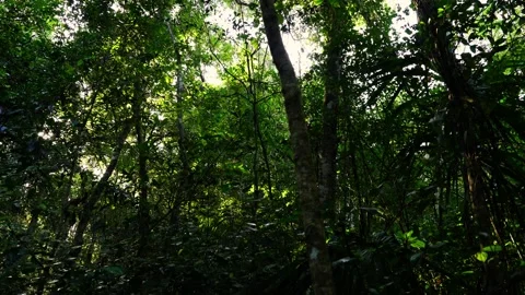 Low Angle Jungle Trees In Mexico 4K 動画素材 235460713