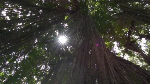 LOW ANGLE: Jungle vines hanging from ancient banyan tree in Monkey Forest, Ubud Stock Footage 79198827
