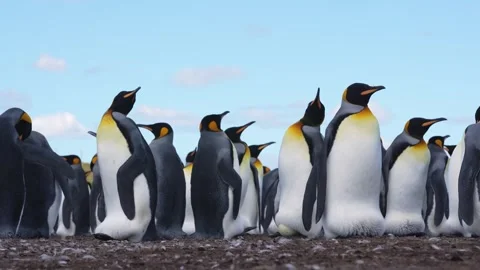 Low Angle King Penguin Colony Mothers Protect Eggs Between Legs Stock Footage 277918339