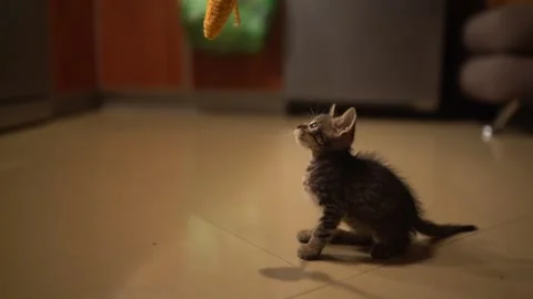 Low Angle of Kitten Hunting Toy with Bokeh Background - Shallow Depth of Field Stock Footage 294813974