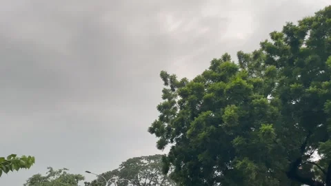 Low Angle Landscape Framing Lush Tree Branches and Negative Sky Space. Stock Footage 345068803
