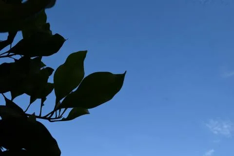 Low angle landscape photo of leaf silhouettes and blue sky Stock Photos