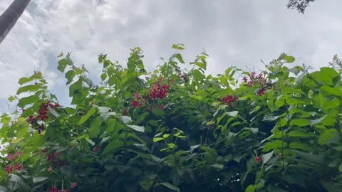 Low Angle Landscape View of Tropical Madhumalati Shrub and Monsoon Sky. Stock Footage 344777769