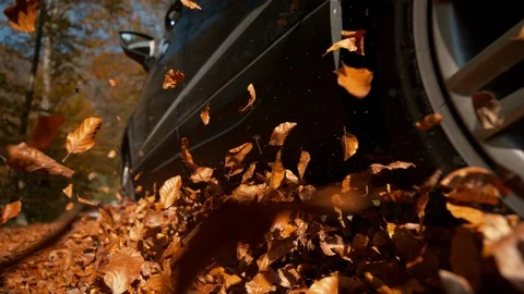 LOW ANGLE: Large blue SUV drives along a road full of brown fallen leaves. Stock Footage 116666100