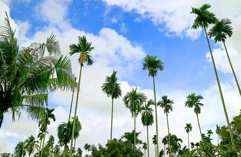 Low Angle of Large Group of Tall Palm Trees against Cloudy Blue Sky Foto stock
