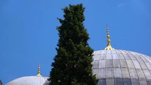 Low angle of large, round rooftops and tall tree Stock Footage 100893564