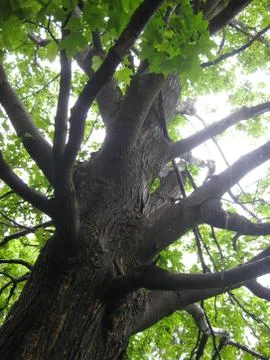 Low Angle of Large Tree Stock Photos