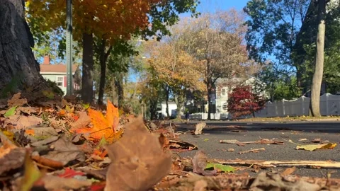 Low Angle Leaf Covered Road on Windy Day Stock Footage 142975638