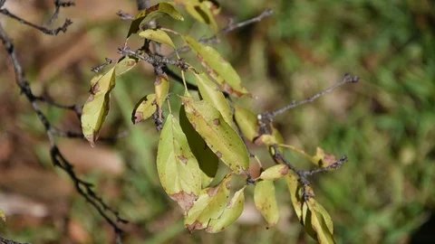Low angle of leaves  on a branch in HD. 動画素材 125594921