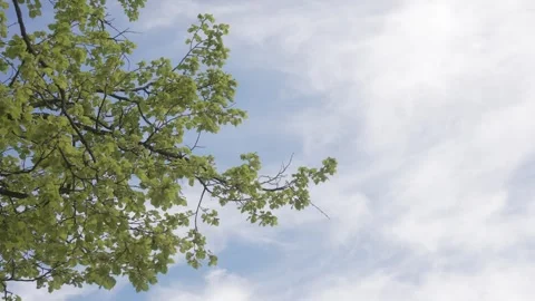 Low angle leaves in spring with blue sky in the background, regular speed Stock Footage 308156821