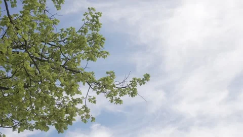 Low angle leaves in spring with blue sky in the background, regular speed Stock Footage 308156978