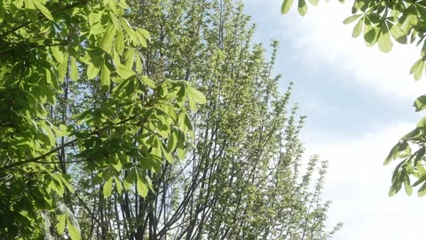 Low angle leaves in spring with blue sky in the background, regular speed Stock Footage 308157513