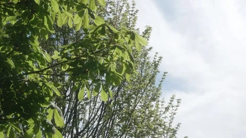 Low angle leaves in spring with blue sky in the background, regular speed Stock Footage 308157585