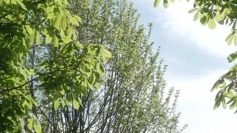 Low angle leaves in spring with blue sky in the background, slow motion Stock Footage 308157610