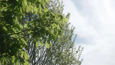 Low angle leaves in spring with blue sky in the background, slow motion Stock Footage 308157634