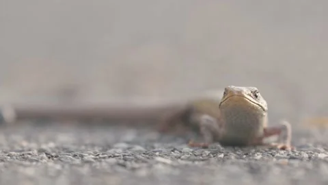 Low angle of a lizard crawling across a street Stock Footage 172415286