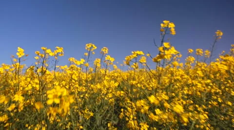 Low-angle look at a field of flowering canola oil-seed plants Stock Footage 55657306