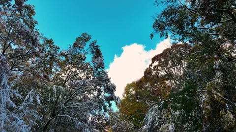 Low angle look at trees heavy with early snow, dangerously drooping Stock Footage 256202140