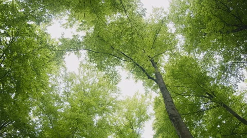 Low Angle Look Up, Vibrant Green Forest Canopy, Backlit Sky, Trees Swaying, 6K Stock Footage 327457363