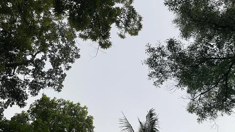 Low angle look up view of dense tree canopy framing an overcast sky Stock Photos
