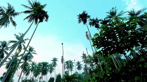 Low-angle looking up at a dense tropical palm grove against a bright sky. Stock Footage 337773963