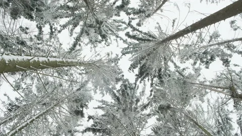 Low angle looking in European winter forest covered crown of tree in snow , s Stock Footage 159519939