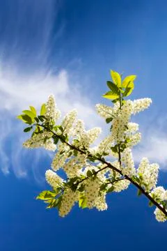 Low angle looking up at a flowering Mayday tree with blue sky and clouds Foto stock