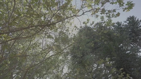 Low Angle Looking Up at Green Tree Canopy with Sunbeams and Lens Flare Video stock 319293605