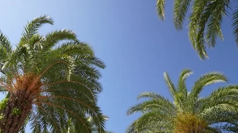 Low angle looking up at palm trees against clear blue sky Stock Footage 346374154