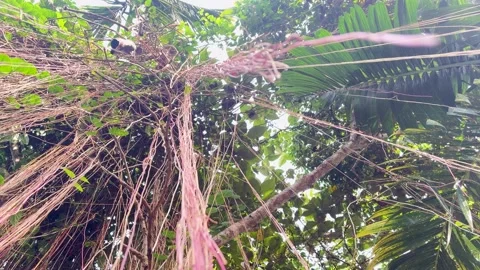 Low angle looking up shot of dense tropical forest canopy with exotic Stock Footage 346012857