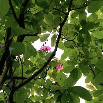 Low angle looking up shot of sunlit green leaves framing delicate pink blossoms Stock Photos