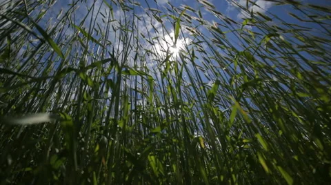 Low angle looking up into the sun in a wheat field Stock Footage 45112787