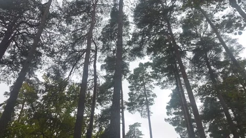 Low Angle Looking Up At Tall Pine Canopies Overcast Stock Footage 347906242