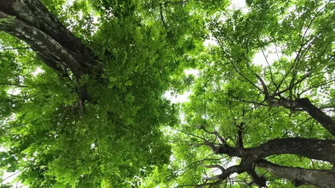 Low angle looking up at top big green trees and leaves swaying against Stock Footage 340629088