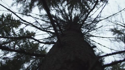 Low angle looking up at towering wintery pine tree  Stock Footage 146267520