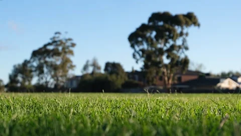 Low angle of lush green grass in a suburban park in Melbourne, Australia Vídeos de archivo 334759056