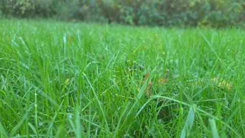 Low Angle Macro Close Up Of Green Grass Covered In Morning Dew Stock Footage 348177581