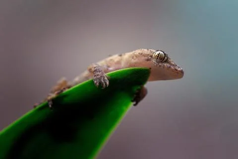 Low angle macro closeup shot of a tiny brown gecko sitting on a green leaf Foto stock
