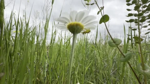 Low Angle Macro of Daisy Swaying in Breeze With Crab Spider Hiding Beneath 스톡 동영상 338225148