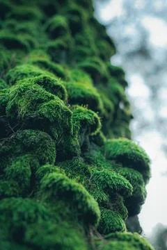 Low Angle Macro of Lush Green Moss on a Tree Trunk 스톡 사진