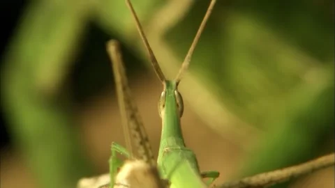 Low Angle Macro of Praying Mantis Looking Up, Sky Background, 4K Stock Footage 340695892
