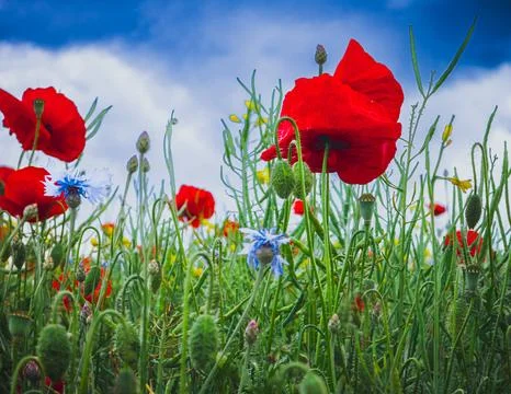 Low-angle macro of red poppies and blue cornflowers in summer bloom Stock Photos