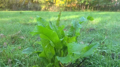 Low Angle Macro Shot Of Green Broad Leafed Plants In Grassy Field Stock Footage 348174410