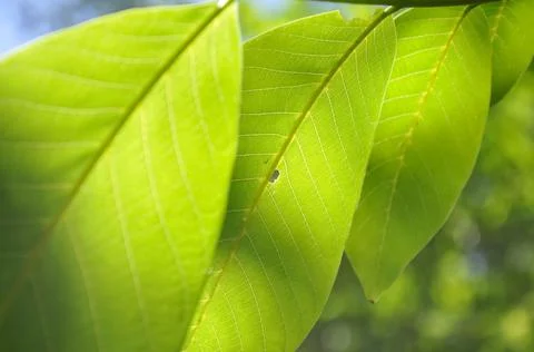 Low angle macro shot of green walnut leaves with sunlight on it Stock Photos
