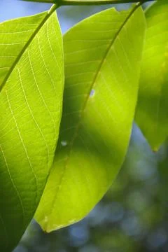 Low angle macro shot of green walnut leaves with sunlight on it Stock Photos