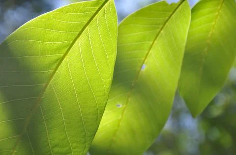 Low angle macro shot of green walnut leaves with sunlight on it Stock Photos