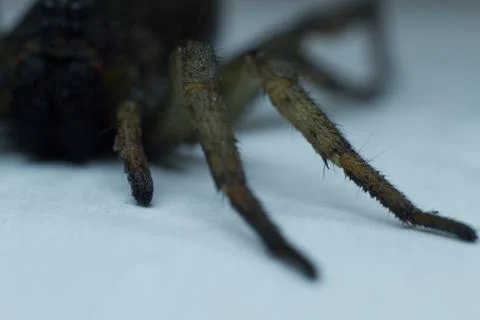 Low angle macro shot with  Legs view  of the Wolf Spider Stock Photos