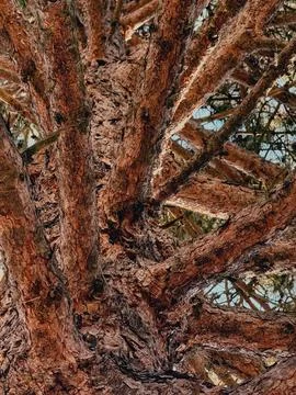 Low-angle macro shot of textured brown sequoia bark and sprawling branches Stock Photos